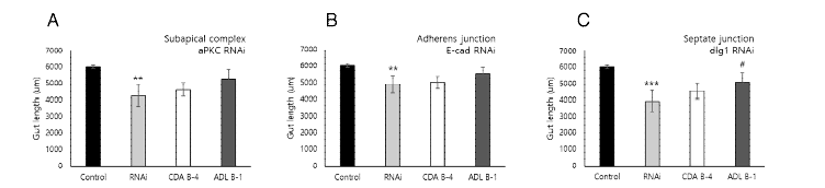 Subapical complex (A), adherens junction (B), septate junction (C) 관련 유전자 RNAi 초파리를 대상으로 활성지표물질 경구투여 후 관련 유전자 전사체 발현 양상 확인