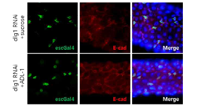 dlg1 RNAi 형질전환 초파리 모델에서 ADL-1이 E-cad 발현에 미치는 영향 확인