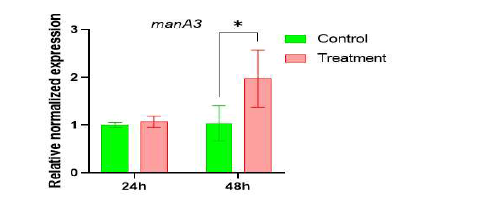 key bacteria 처리 후, Microcystis cell의 manA3 유전자 발현량 비교