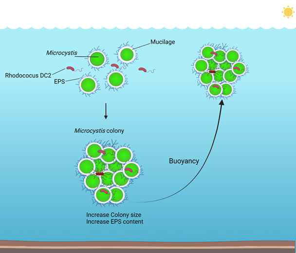 Microcystis buoyancy에 Rhodococcus sp. DC2의 영향 가설