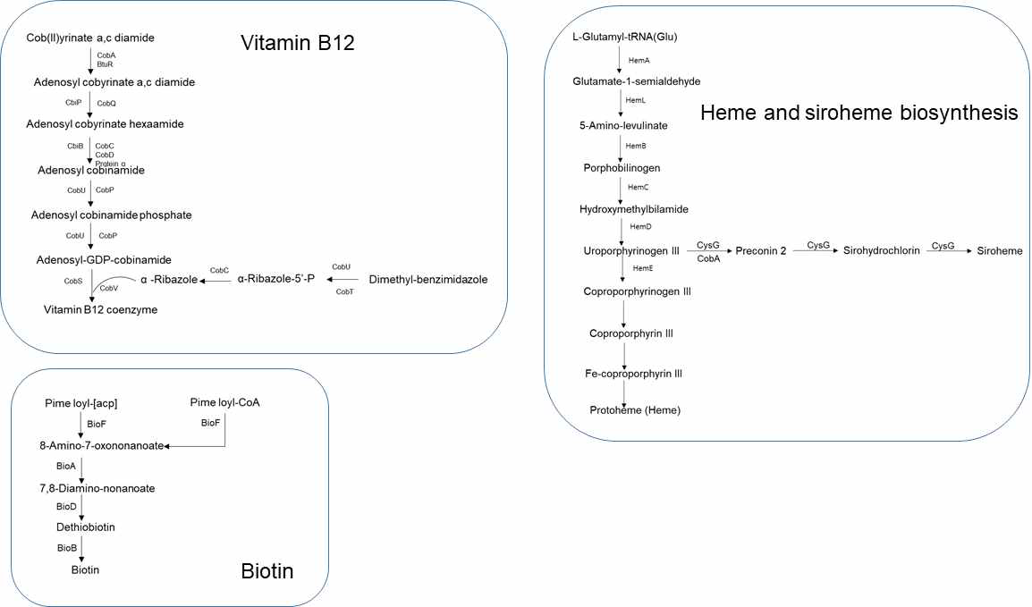 Vitamin B12, Biotin 그리고 Heme과 siroheme biosynthesis pathway