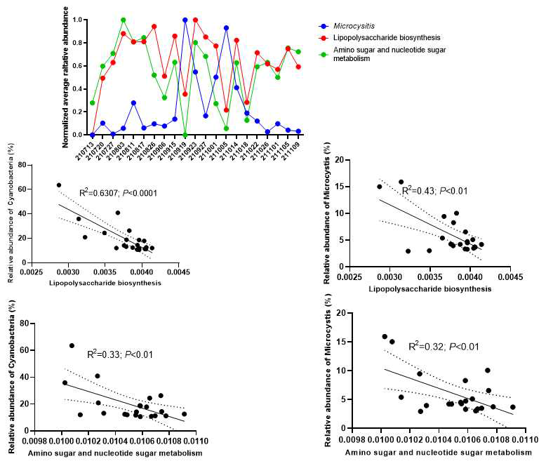 샘플링 시기별Microcystis relative abundance와 lipopolysaccharide biosynthesis 와 amino sugar and nucleotide sugar metabolism 비교