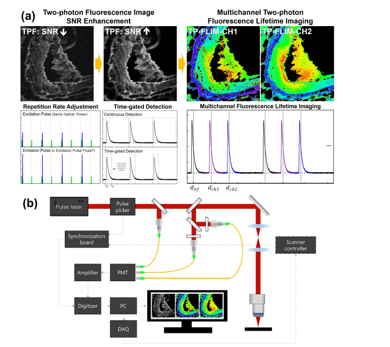 (a) 본 연구에서 제안하는 two-photon microscopy 영상의 SNR 향상 기법 및 multichannel two-photon FLIM 기법, (b) Multichannel two-photon FLIM 시스템 모식도