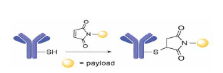 Maleimide에 항체의 –SH기와 반응하 여 접합하는 과정