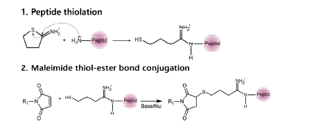 펩타이드와 maleimide의 반응