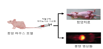 삼중음성 유방암 이식 종양 마 우스에 적혈구막 테 라노시스 시스템을 투여하여 항암치료와 종양 영상화 동시 구 현 가능성 분석