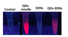 나노입자 내 형광 양자점 포획 (QDs-EDNs).