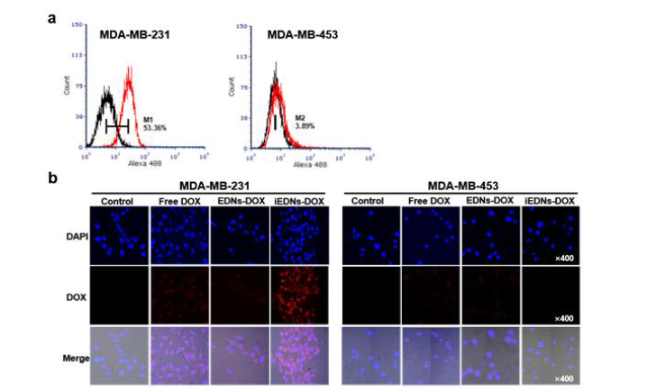 항EGFR 적혈구 나노입자의 표적 종양 선택성을 MDA-MB-231 표적세포와 MDA-MB-453 비표적세포에 반응시켜 유세포 분석(a)과 공초점 형광현미경으로 분석함(b).