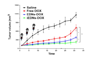 약물포획 항종양 나노입자 (iEDNs-DOX)의 항종양 활성 분석.