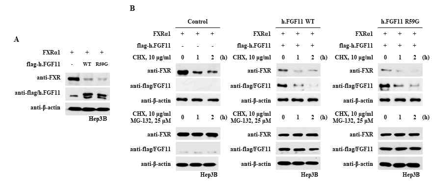 FGF11-R59G 돌연변이체에 의해 가장 크게 감소하는 FXRα 단백질 안정성