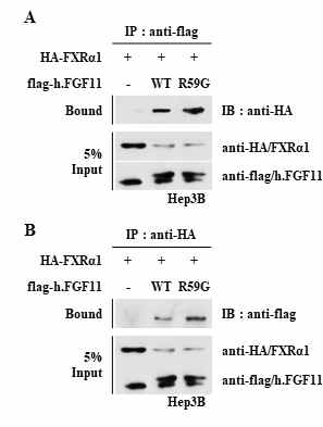 FXRα와 더 강하게 단백질 상호작용을 하는 FGF11-R59G 돌연변이체