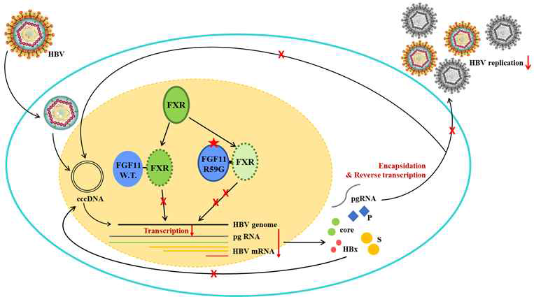 HBV에 대한 FGF11가 가지는 항바이러스 효과 모델