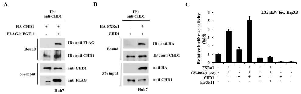 CHD1이 FGF11에 의한 HBV 발현 억제에 관여