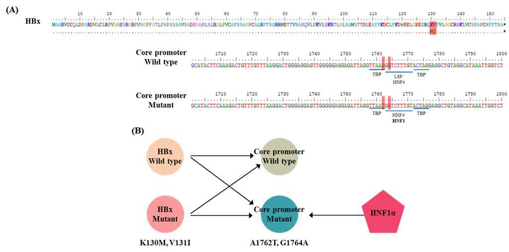 간암-특이적 HBV core promoter 활성화를 유도하는 호르몬-의존적 활성화 전사인자 HNF1alpha 규명