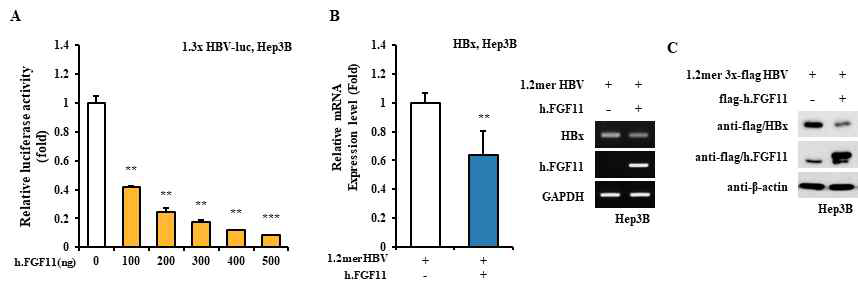 FGF11에 의해 HBV 유전자발현 억제