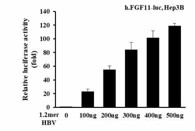 HBV에 의한 FGF11의 유전자발현 증가 확인