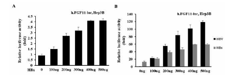 HBx가 아닌 다른 HBV 유전자에 의한 FGF11 유전자 발현 증가