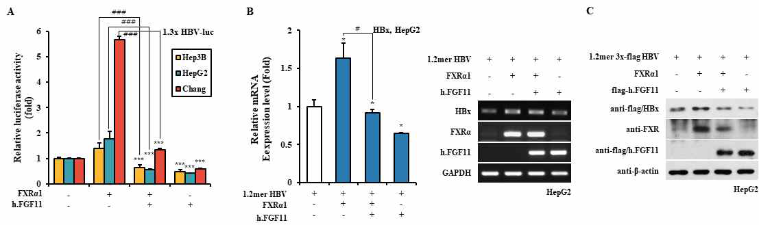 FGF11이 FXRα 억제를 통해 HBV 유전자발현을 감소