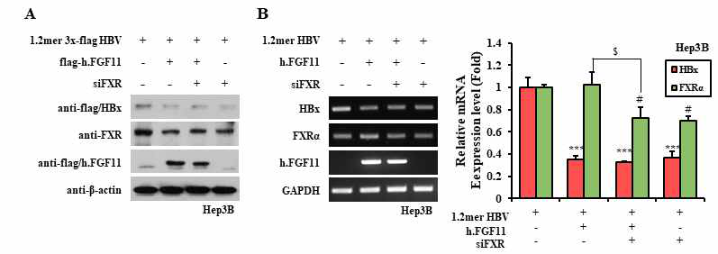 FXRα의 knockdown이 HBV에 대한 FGF11 항바이러스 효과에 미치는 영향
