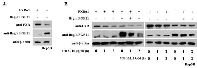 FGF11은 FXRα 단백질 안정성을 감소시킴