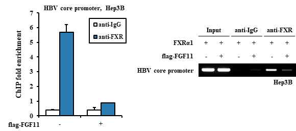 FGF11에 의해 감소하는 FXRα의 HBV에 대한 전사활성화