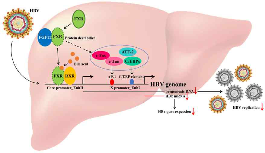 FGF11의 HBV에 대한 항바이러스 기능 및 메커니즘