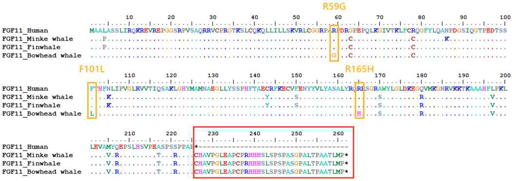 사람 FGF11과 고래 FGF11의 단백질 서열 차이 비교 분석