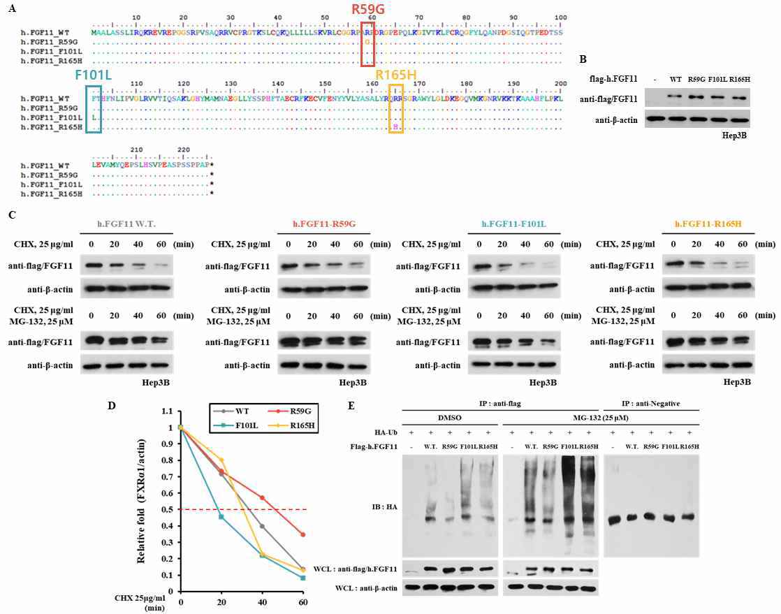 가장 높은 단백질 안정성을 가지는 FGF11 R59G 돌연변이체