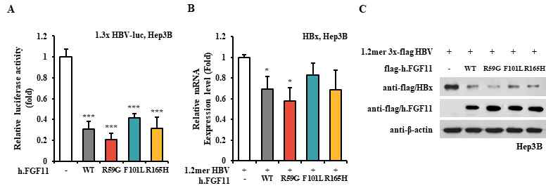 h.FGF11-R59G에 의해 가장 크게 감소하는 HBV 유전자 발현