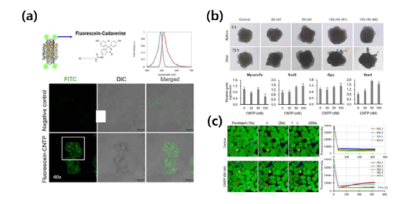 (a) 형광물질 결합을 이용한 탄소나노튜브 포린의 세포내 거동분석 (b) 탄소나노튜브 포린 결합 내이 오가노이드 배양 실험 (c) 탄소나노튜브 포린을 이용한 세포간 Gap junction 형성 및 확인 실험.