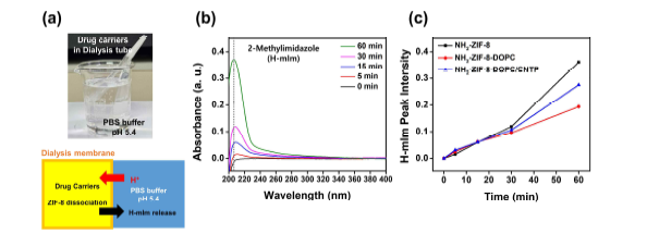 (a) Dialysis tube를 이용한 물질 전달 실험 및 도식도 (a) NH2-ZIF-8의 pH에 의한 분해 시간에 따른 흡광도 (b) 바이오 나노캐리어의 분해 시간에 따른 2-Methylimidazole 흡광도 피크 분석