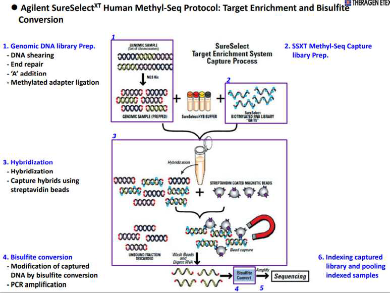 Bisulfite methylation sequencing