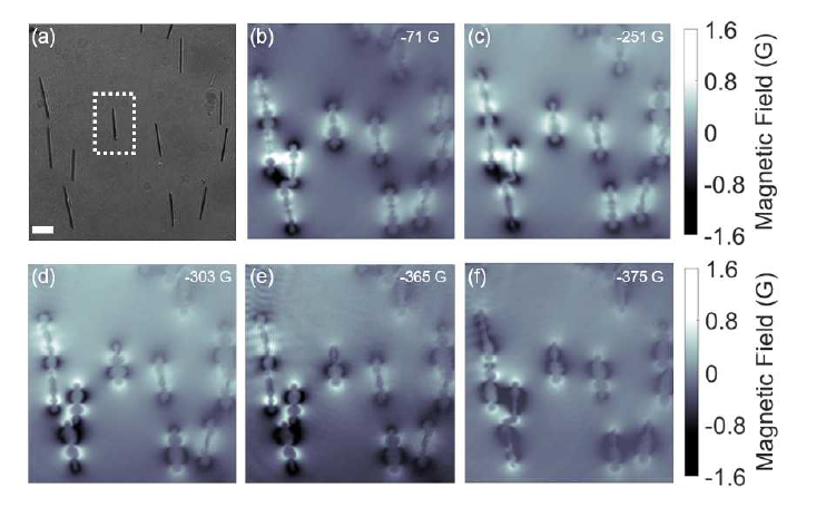Fe 자성 나노와이어 자기장 이미징. (a) 광학 이미지. (b)-(f) 자기장 이미징. 외부 자기장의 크 기를 변화시키면서 자성 나노와이어의 자화가 변화함을 이미징할 수 있었다.