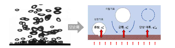 벽면 비등 열전달 현상(좌)과 물리 기반 열유속 분배 모델 개념도(우)