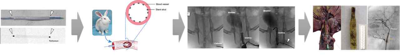 Zn 이온주입 한 PLA 생분해성 고분자 스텐트의 rabbit 소동물 in vivo 전임상 시험 pilot study 결과