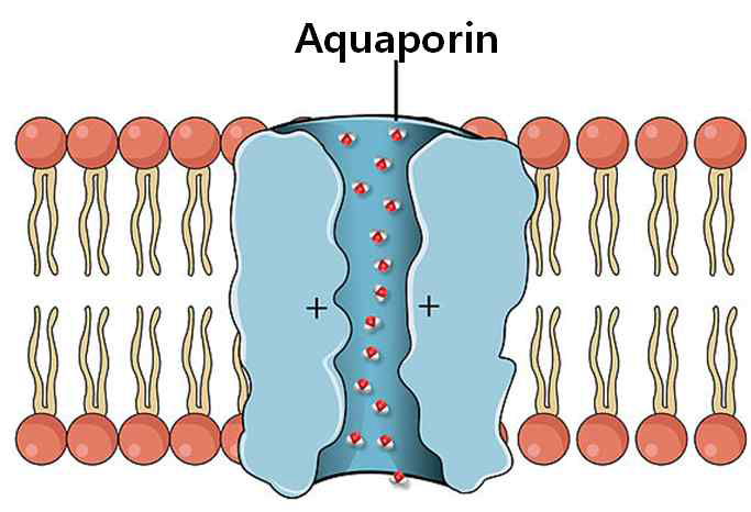 Aquaporin structure