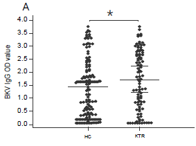 BKV-IgG levels in 137 healty control (HC) and 97 pretransplant kidney transplant recipients (KTR). KTR had higher BKV-IgG levels than HC (1.4 vs. 1.7, P-value = 0.04])