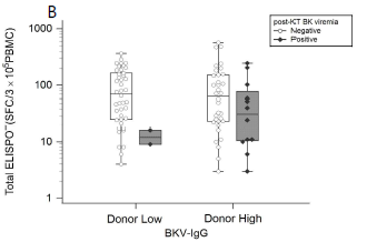 pre-KT BKV-ELISPOT results between post-KT viremia (+) and (-) according to the donor BKV-IgG levels (low/high). Post-BKV viremia (+) recipients had tendency to be lower Pre-KT BKV-ELISPOTS results compared to post-BKV viremia (-) recipients in both donor BKV-IgG high or low groups.