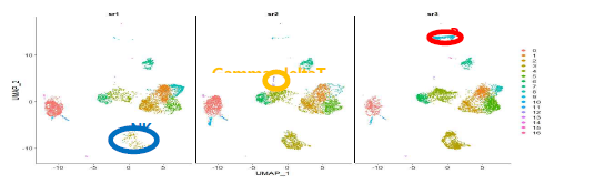 scRNA anlysis in post-KT recipient with BK viremia (sr1), BK nephropathey (sr2) and stable status (sr3)