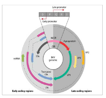 Genome structure of BK polyoma virus