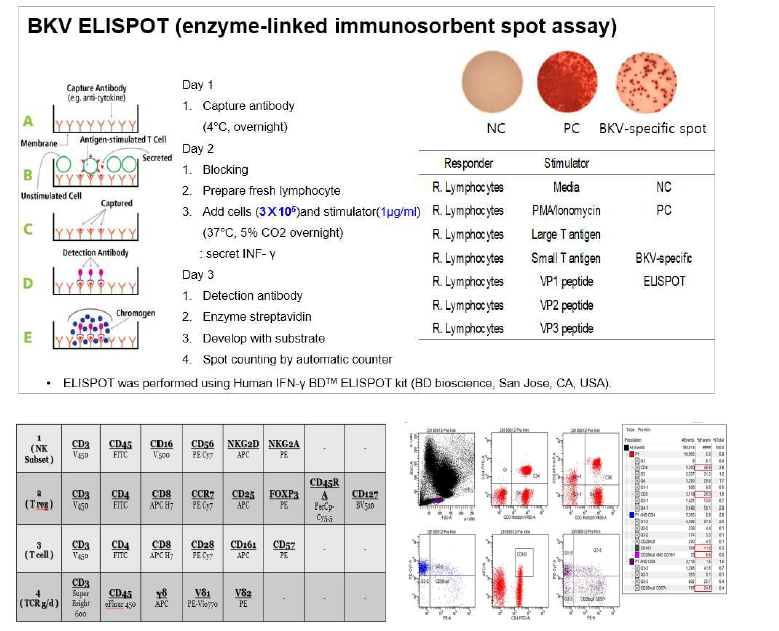 1차년도 세포면역 진단시스템 내용