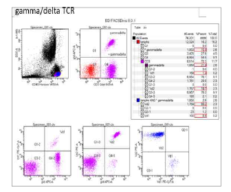 gamma delta T cell 측정예시