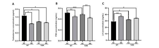 혈청 내 testosterone (A), FSH (B) 및 LH (C) 수준 비교. WT: wild-type mice, TLR4: toll-like receptor 4 mice, NC: normal chew feed, GD: gut dysbiosis by antibiotics. *p<0.05, **p<0.01 & ***p<0.001.