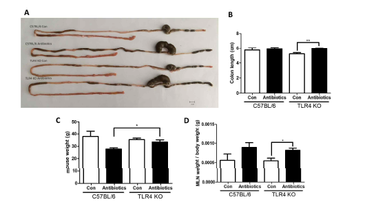 고농도 항생제 급여에 의한 dysbiosis 유도 확인. (A) 소장-대장 형태 비교, (B) colon 길이 비교, (C) 체중 비교, (D) 장간막림프절 (mesenteric lymph nodes; MLN) 무게 비교. *p<0.05 & **p<0.01.