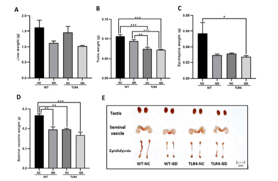 부검 후 생식기관 비교. (A) 간 (liver) 무게, (B) 정소 (testis) 무게, (C) 정소상체 (epididymis) 무게, (D) 정낭 (seminal vesicle) 무게, (E) 생식기관 형태 비교. WT: wild-type mice, TLR4: toll-like receptor 4 mice, NC: normal chew feed, GD: gut dysbiosis by antibiotics. *p<0.05, **p<0.01 & ***p<0.001.