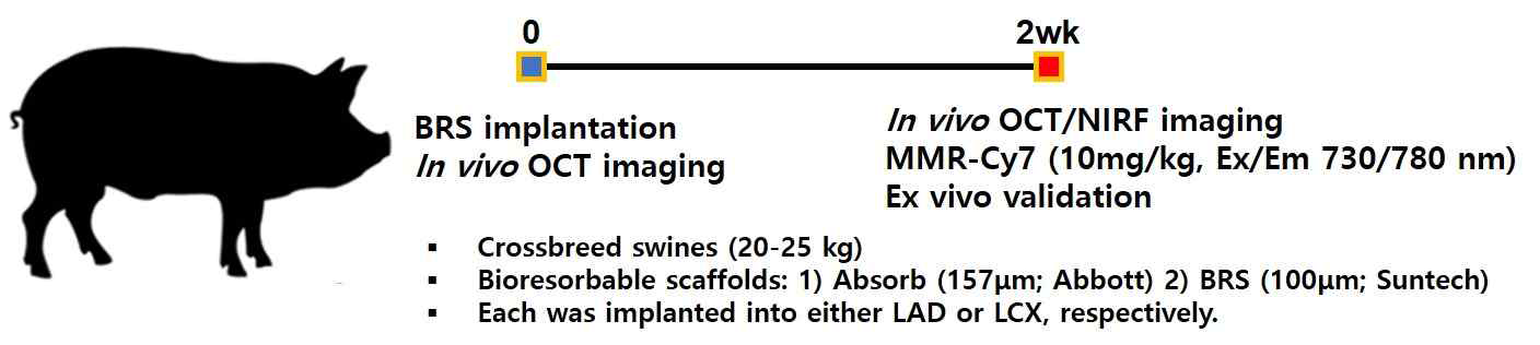 생분해 스텐트 삽입 돼지 모델의 이미징 및 혈관염증 유발 검증 실험 프로토콜