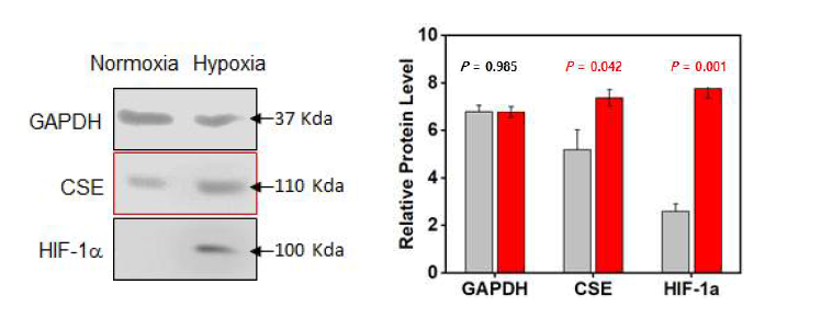 In vitro HK2 cell의 허혈 재관류 모델에서 Western blot analysis