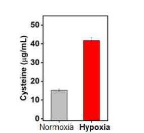 In vitro HK2 cell의 허혈 재관류 모델에서 cysteine kit assay를 통한 시스테인 정량 분석