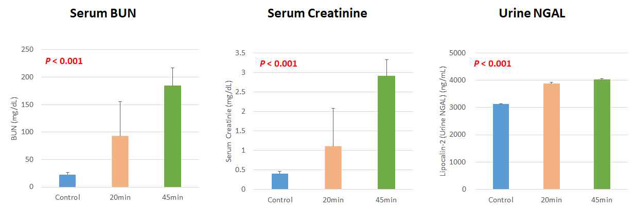 신장 허혈 재관류 모델에서 마우스의 생화학적 검사