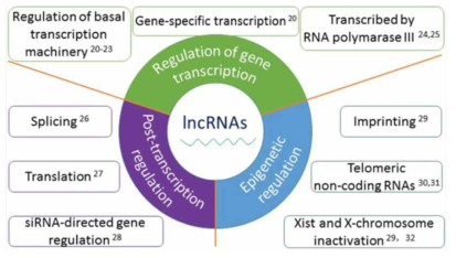 Long non-coding RNA에 의한 유전자 발현 조절(Li, M. et al., 2017)